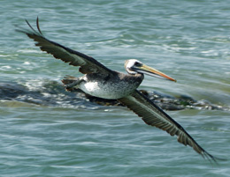 PELICAN
